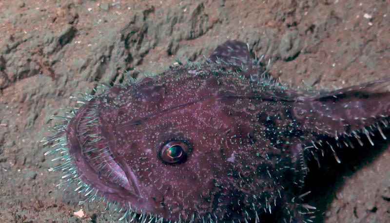 An anglerfish